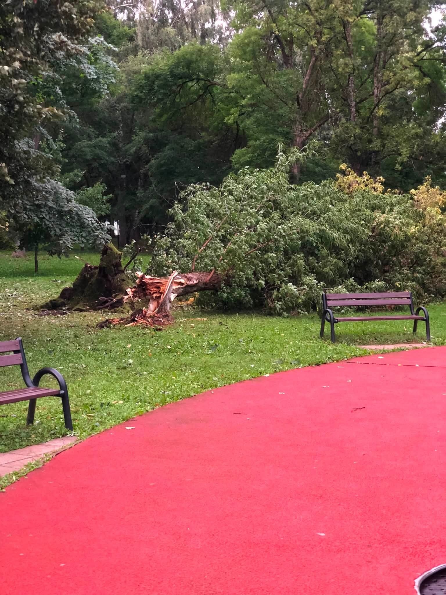 Zemkopības ministrija informē par rīcību vētras gāzto un lauzto koku izvākšanai mežā un ārpus meža.